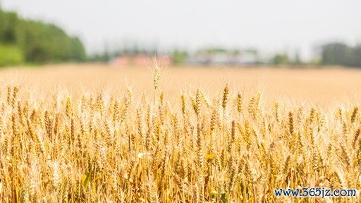 仁信配资 明星基金奖颁奖！中银基金中生代实力绽放